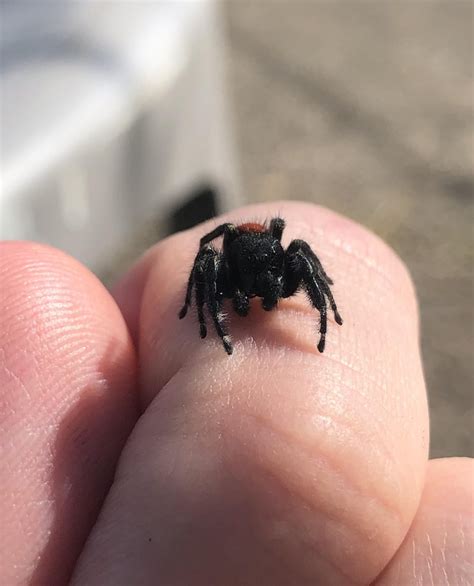 Biggest jumping spider i’ve ever seen! : r/spiders
