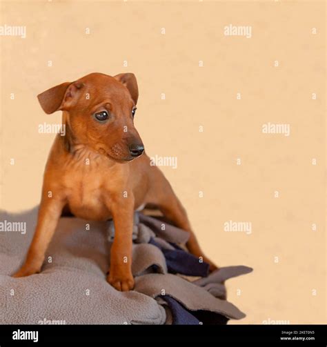 A shorthair puppy sits on a beige background. Little brown dog, look ...