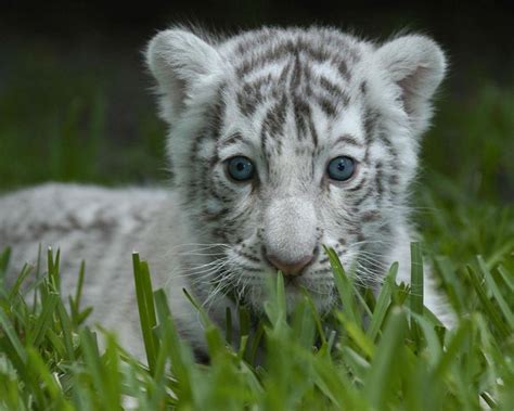 Baby White Tiger Wallpapers - Wallpaper Cave