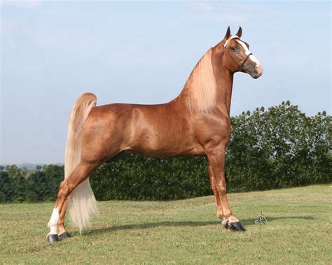 Tennessee Walking Horse