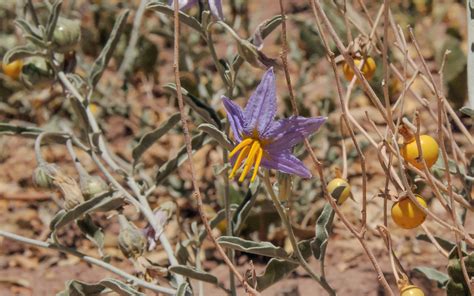 Solanum elaeagnifolium (Solanaceae)