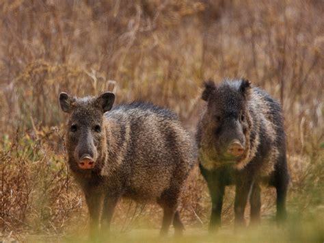 Outdoor Adventures and Flavors to Savor: Sierra Vista, Arizona - THE ISNN