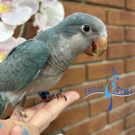 Baby Blue Quaker Parrot available at Parrot Stars!