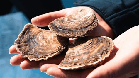 Wild Oyster - Groundwork