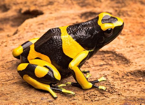 How Are Poison Dart Frogs Affected By Deforestation at Vanessa Rutland blog