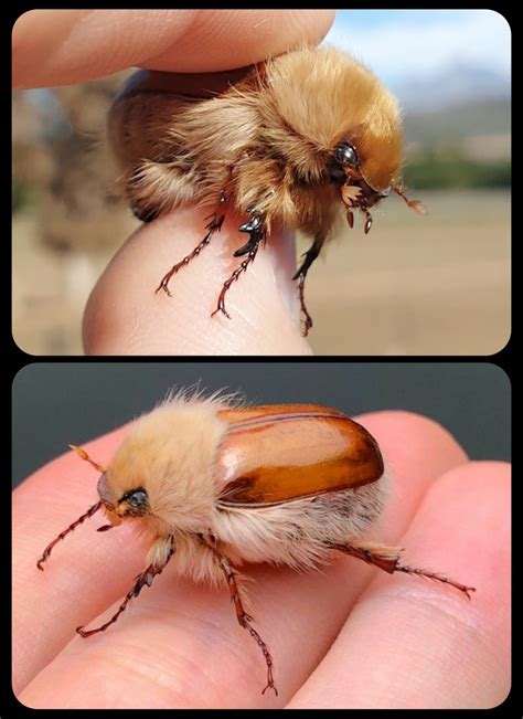 African Woolly Chafers: these beetles have a uniquely "fluffy ...