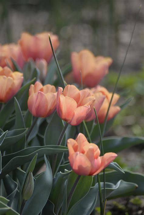 Triumftulipan 'Apricot Foxx' - Letdyrkede efterårsløg