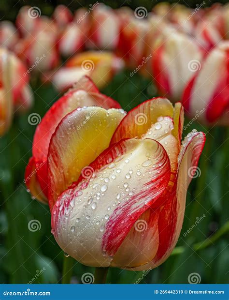 Spring Tulip in bloom stock image. Image of urban, park - 269442319