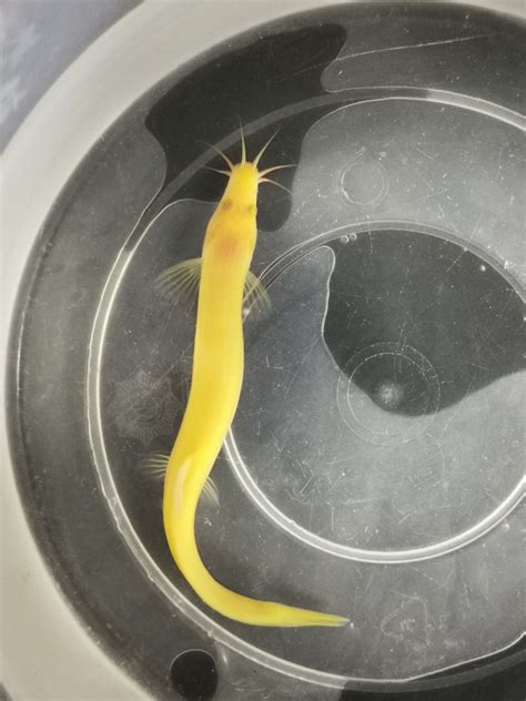 FishList by DesmondLim Teck Whye - Golden weather loach 8-10cm