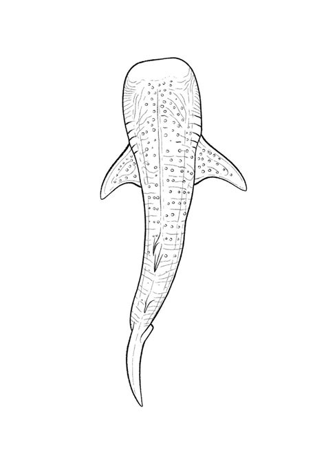 Pin by Randikalee on Quick Saves in 2025 | Whale shark tattoo, Whale ...