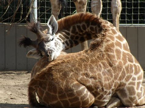 How Do Baby Giraffes Sleep at Charles Grose blog