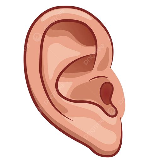Ears Listening Clipart