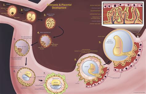 What Is The Process Of Fertilization From Ovulation To Implantation at William Domingue blog