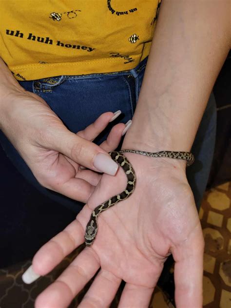 So how many people know about head stamps? : r/snakes