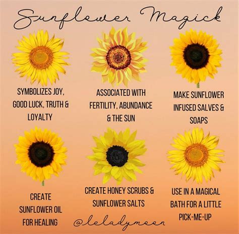 The ultimate guide to sunflower meaning symbolism benefits and more ...