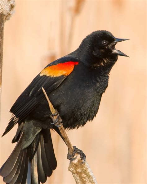 21 Black and Orange Birds (With Pictures)