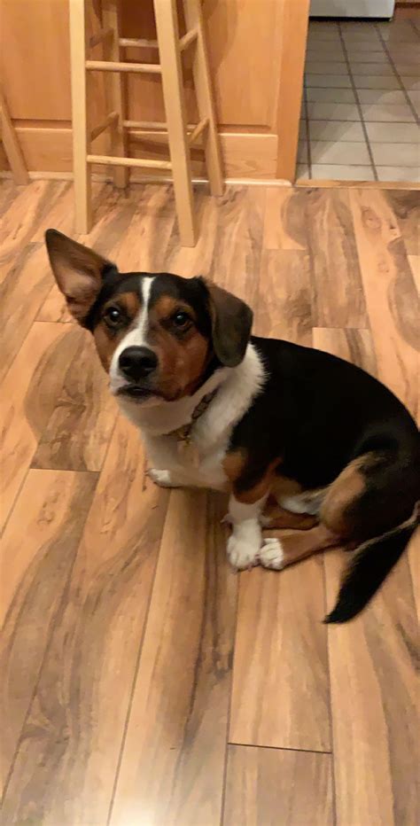 My roomate's Corgi/Beagle mix has one ear Corgi, one ear Beagle ...