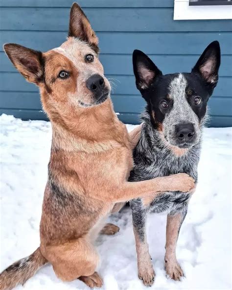Pin by Dee Lee on Australian cattle dog 🐕 in 2024 | Cattle dog puppy ...