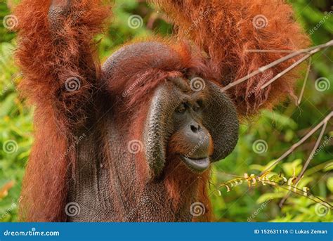 Strong and Big Male Orangutan Stock Photo - Image of natural ...