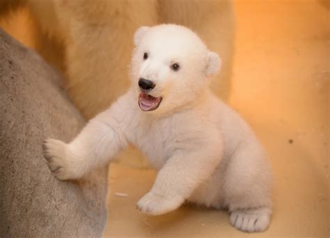 Baby Polar Bear Cubs