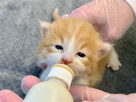 The Itty Bitty Kitty Committee - The Animal Foundation