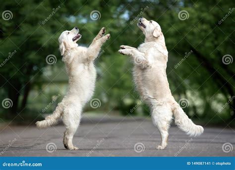 Why Do Dogs Dance at Emma Lowell blog