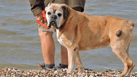 Small Lump On Dog's Chest Between Front Legs at Alexis Dawkins blog