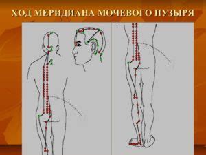 Меридиан мочевого пузыря точки - Почки