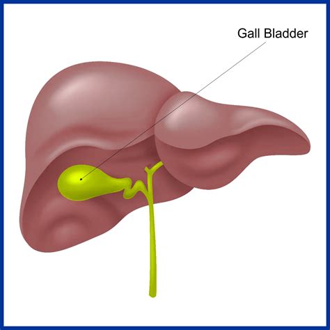 Human Gallbladder Location