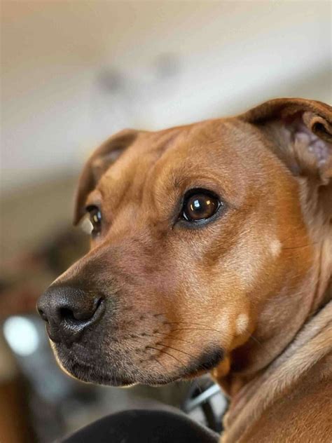 What Is All American Dog Breed