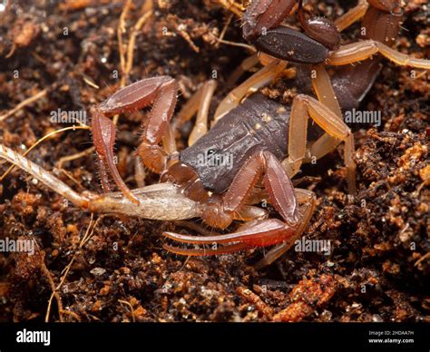 juvenile brown bark scorpion, Centruroides gracilis, feeding on cricket leg, cECP 2019 Stock ...
