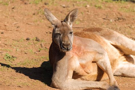 Kangaroo Boxing Human