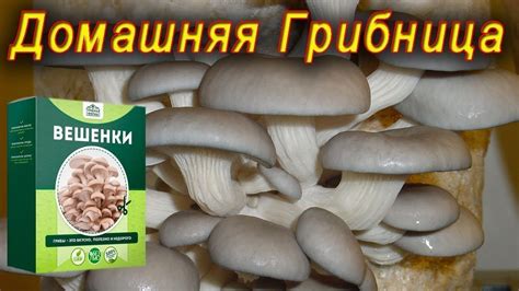 Набор для выращивания грибов Грибной Сезон в домашних условиях отзывы ...