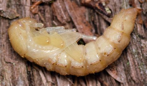 Darkling Beetle Larvae at Vernon Virgil blog