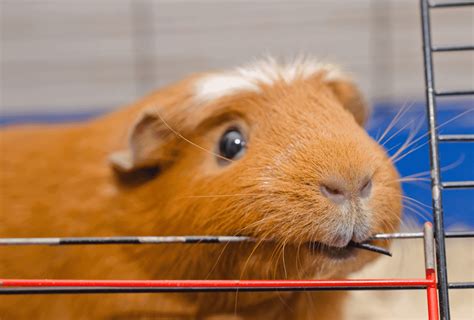 Guinea Pig Teeth