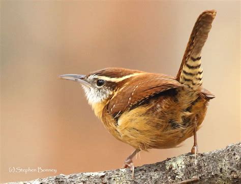 Carolina Wren Bird Photograph by Stephen Bonney