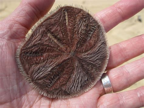 Are Sand Dollars Valuable at Erin Patteson blog
