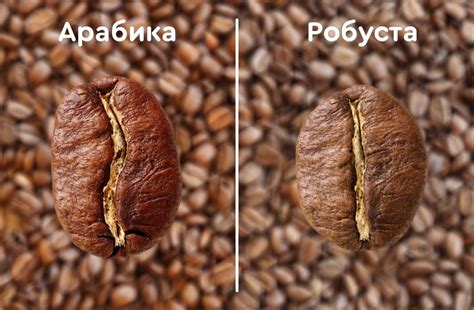 Что такое робуста и арабика? Всеобъемлющий обзор основных моментов ...