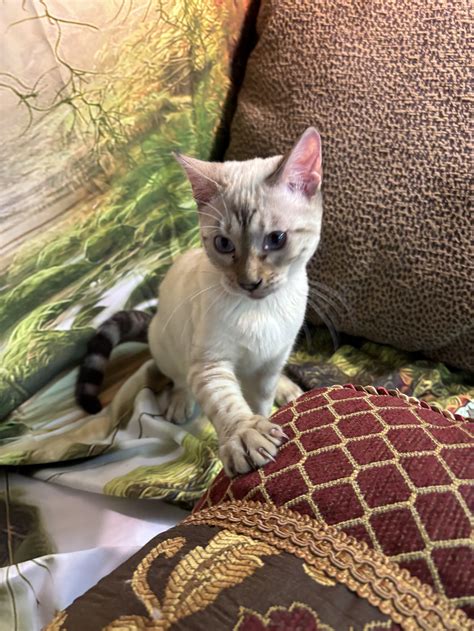Bengal Siamese Cat Mix