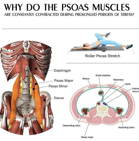 Pin by LCRC on Anatomy review | Psoas major, Psoas muscle, Psoas stretch