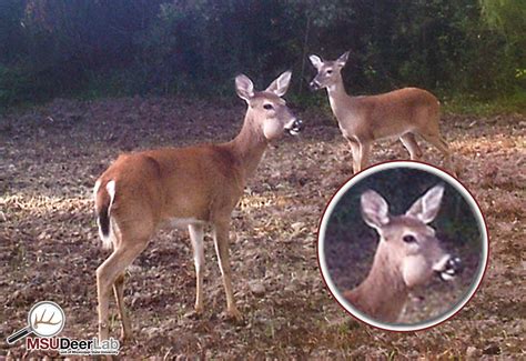 Arterial Worms in Whitetail Deer: Causes, Symptoms, and Treatment - The Deer Hunting