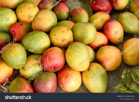 Indian National Fruit National Fruit Of India, Pakistan, And