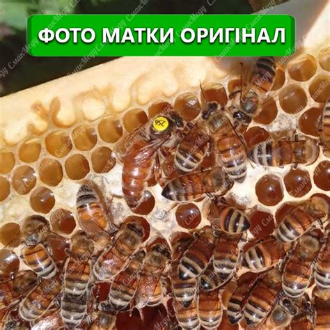 Пчелиная матка Бакфаст купить