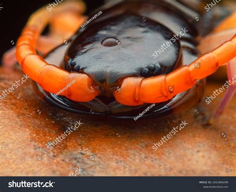 スコロペンドラsp.マレーシアトラのムカデ（若年性）科のScolopendridae。写真素材2201868299 | Shutterstock