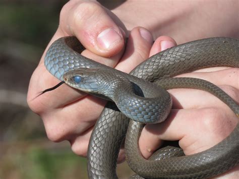 Baby Northern Black Racer Snake