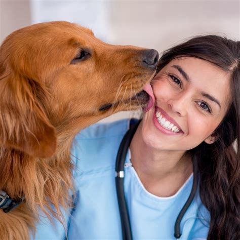 A Look Into Our Services - New Market Animal Hospital