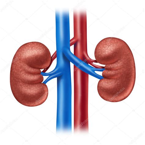 Human Kidneys Stock Photo by ©lightsource 10496992