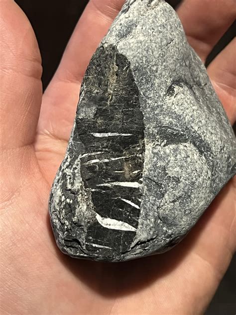 Does anybody know what (or if) kind of fossil this rock is? : r/fossils