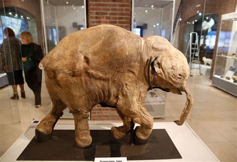 Woolly mammoth | Size, Adaptations, & Facts | Britannica