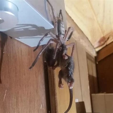 Giant Spiders Eating People